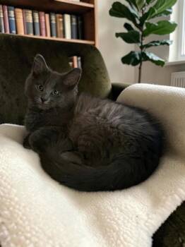 Gatsby -  Domestic Long Hair Cat for Adoption in Champaign, Illinois - Gatsby | PetCurious