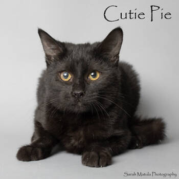Rescue Domestic Short Hair Cats for Adoption in Ruidoso, New Mexico - Cutie Pie | PetCurious