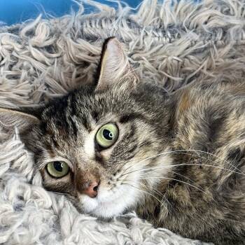 Domestic Medium Hair Cats Available for Adoption in San Antonio, Texas - Angel | PetCurious