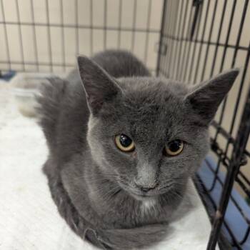 Moon -  Domestic Short Hair Cat for Adoption in Ashland, Virginia - Moon | PetCurious