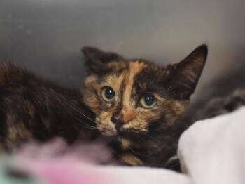 Louise -  Domestic Short Hair Cat for Adoption in Portland, Oregon - Louise | PetCurious