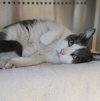 Stewie -  Domestic Short Hair Cat for Adoption in Oakland, California - Stewie | PetCurious
