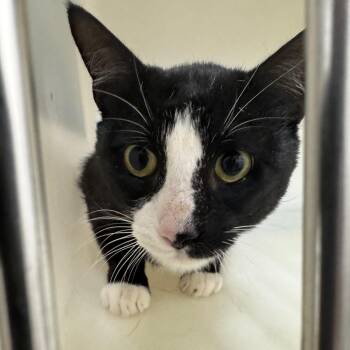 Domestic Short Hair Cats Available for Adoption in Birmingham, Alabama - Timmy Tom | PetCurious