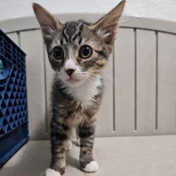 Rescue Domestic Short Hair Cats for Adoption in Brea, California - Playstation | PetCurious