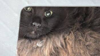 Domestic Long Hair Cats Available for Adoption - Googly Eyed Rock | PetCurious