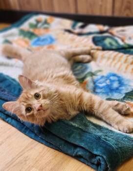 Maine Coon Cats Available for Adoption in Parlier, California - Columbus | PetCurious