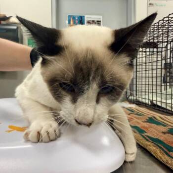 Domestic Short Hair Cats Available for Adoption in Las Cruces, New Mexico - 106364 | PetCurious