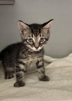 Itsy -  Domestic Short Hair Cat for Adoption in Honesdale, Pennsylvania - Itsy | PetCurious