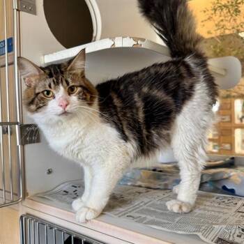 HOLIDAY -  Domestic Medium Hair Cat for Adoption in Riverside, California - HOLIDAY | PetCurious