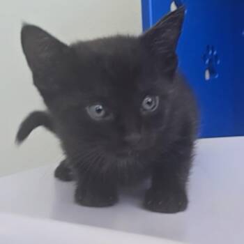 Archibald -  Domestic Short Hair Cat for Adoption in Las Cruces, New Mexico - Archibald | PetCurious