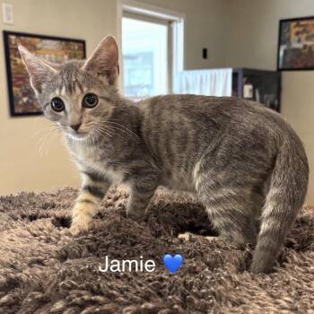 Jamie -  Domestic Short Hair Cat for Adoption in Peachtree City, Georgia - Jamie | PetCurious