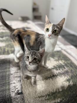 Rescue Dilute Calico Cats for Adoption in Fort Worth, Texas - Rosie | PetCurious