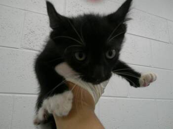 A389696 -  Domestic Short Hair Cat for Adoption in Ocala, Florida - A389696 | PetCurious