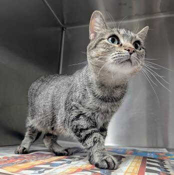 Rescue Domestic Short Hair Cats for Adoption in Springfield, Illinois - Nancy | PetCurious