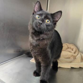 Spooky -  Domestic Medium Hair Cat for Adoption in Georgetown, Kentucky - Spooky | PetCurious