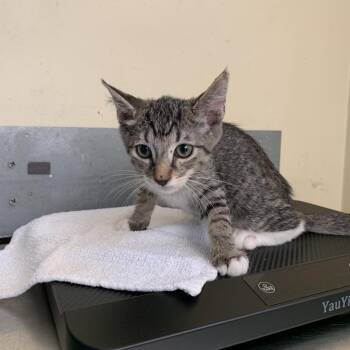 Lennon -  Domestic Short Hair Cat for Adoption in Pasadena, California - Lennon | PetCurious