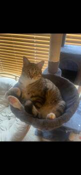 Rescue Tabby Cats for Adoption - Maverick | PetCurious