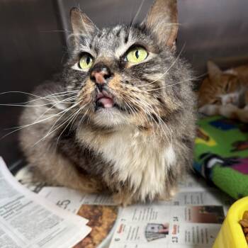 Bailey -  Domestic Long Hair Cat for Adoption in Summerlee, West Virginia - Bailey | PetCurious