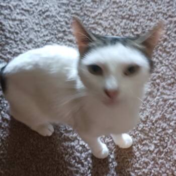 Rescue American Shorthair Cats for Adoption in Rochester, Minnesota - FOUND NW ROCHESTER | PetCurious