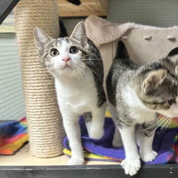 American Shorthair Cats Available for Adoption - Yara | PetCurious