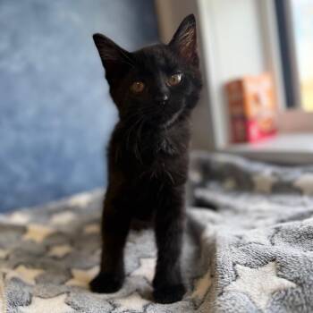 Monte Carlo -  Domestic Short Hair Cat for Adoption in Weldon, Illinois - Monte Carlo | PetCurious