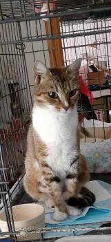 Domestic Short Hair Cats Available for Adoption in Richmond, Virginia - Harper | PetCurious
