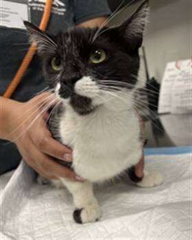 Rescue Domestic Short Hair Cats for Adoption in Ontario, California - JUSTICE | PetCurious