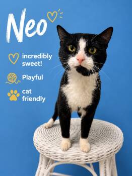Neo FCID# 05/20/2026-402 Willow Grove -  Tuxedo Cat for Adoption in Greenville, Delaware - Neo FCID# 05/20/2026-402 Willow Grove | PetCurious