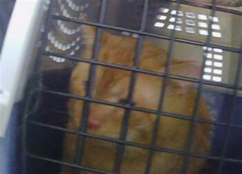 A1269306 -  Domestic Medium Hair Cat for Adoption in Charlotte, North Carolina - A1269306 | PetCurious