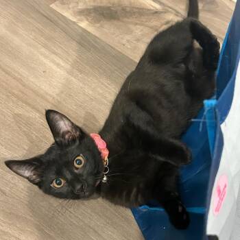 Domestic Short Hair Cats Available for Adoption - Haylee | PetCurious