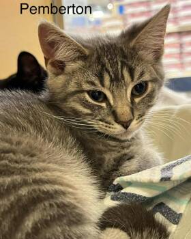 Pemberton -  Domestic Short Hair Cat for Adoption in Hazlet, New Jersey - Pemberton | PetCurious