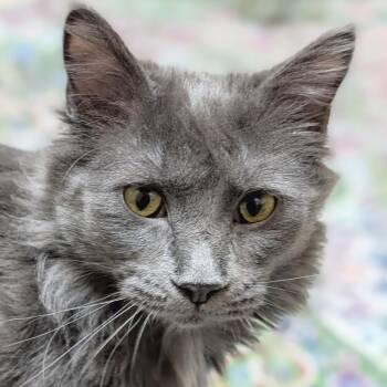Domestic Long Hair Cats Available for Adoption - Lula | PetCurious