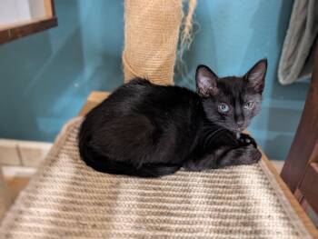 Joey -  Domestic Short Hair Cat for Adoption in Orlando, Florida - Joey | PetCurious
