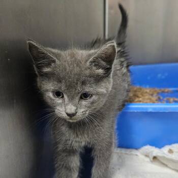 Pizza Hut -  Domestic Short Hair Cat for Adoption in Ridgely, Maryland - Pizza Hut | PetCurious
