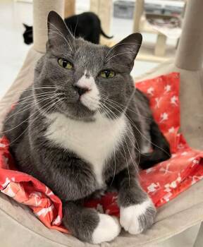 Rescue Domestic Short Hair and American Shorthair Cats for Adoption in West Palm Beach, Florida - Lucky | PetCurious