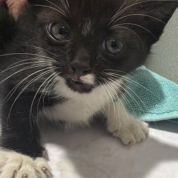 Kobi -  Domestic Short Hair Cat for Adoption in Tampa, Florida - Kobi | PetCurious
