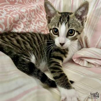 Ulysses -  Domestic Short Hair Cat for Adoption in Washington, District Of Columbia - Ulysses | PetCurious