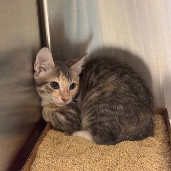 Bridget -  Domestic Short Hair Cat for Adoption in Clearwater, Florida - Bridget | PetCurious
