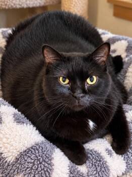 Theo -  Domestic Medium Hair Cat for Adoption in Sioux Falls, South Dakota - Theo | PetCurious