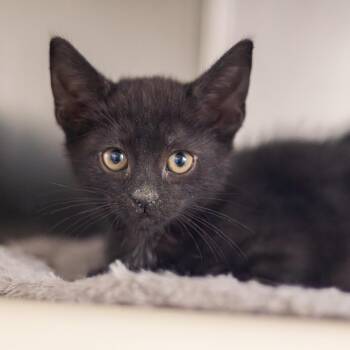 Carolina Reaper -  Domestic Short Hair Cat for Adoption - Carolina Reaper | PetCurious