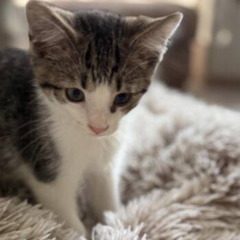Bertie Botts -  Domestic Short Hair Cat for Adoption in Fredericksburg, Virginia - Bertie Botts | PetCurious