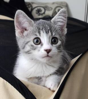 Domestic Short Hair Cats Available for Adoption in Sandusky, Ohio - TUNA | PetCurious