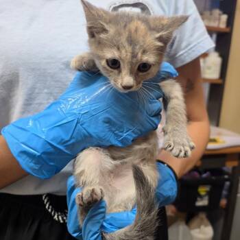 Libby -  Domestic Short Hair Cat for Adoption in Corinth, Mississippi - Libby | PetCurious
