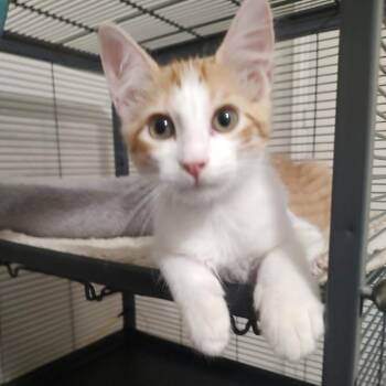 Lex -  Domestic Short Hair Cat for Adoption in Webster, Texas - Lex | PetCurious