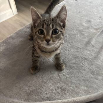 Q-tip -  Domestic Short Hair Cat for Adoption in Powdersville, South Carolina - Q-tip | PetCurious