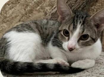 Twix -  Domestic Short Hair Cat for Adoption in Dalzell, Illinois - Twix | PetCurious