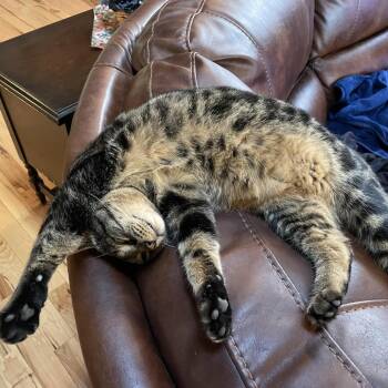 Rocky *            (courtesy post) -  Domestic Short Hair Cat for Adoption in Waynesville, North Carolina - Rocky *            (courtesy Post) | PetCurious