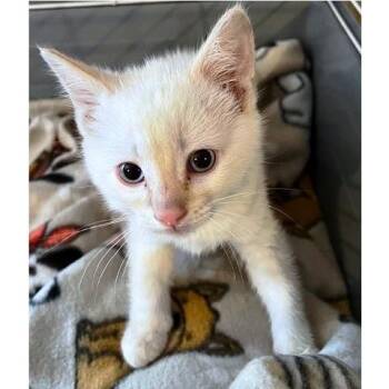 Yaoi -  Siamese Cat Available for Adoption in Millcreek, Utah - Yaoi | PetCurious