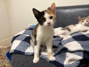 Rescue Calico Cats for Adoption in Centralia, Illinois - Truffle | PetCurious
