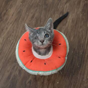 So Legit -  Domestic Short Hair Cat for Adoption in Fredericksburg, Virginia - So Legit | PetCurious